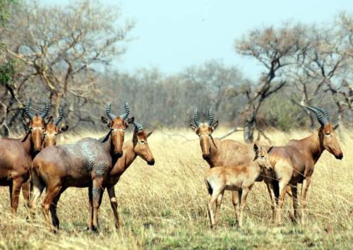 Parc Pendjari Antilope béninoise